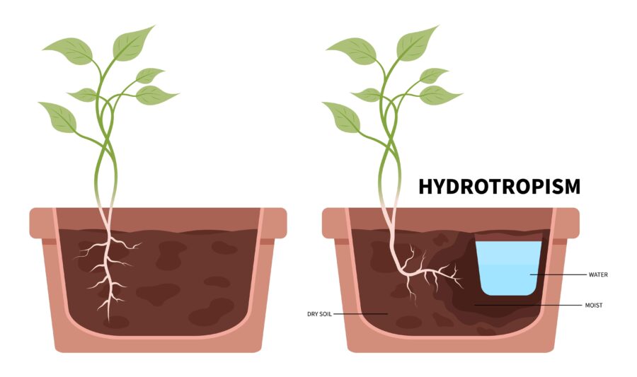 Clear Roots How To Clear Roots From Blocked Soakwells | PBR Plumbing