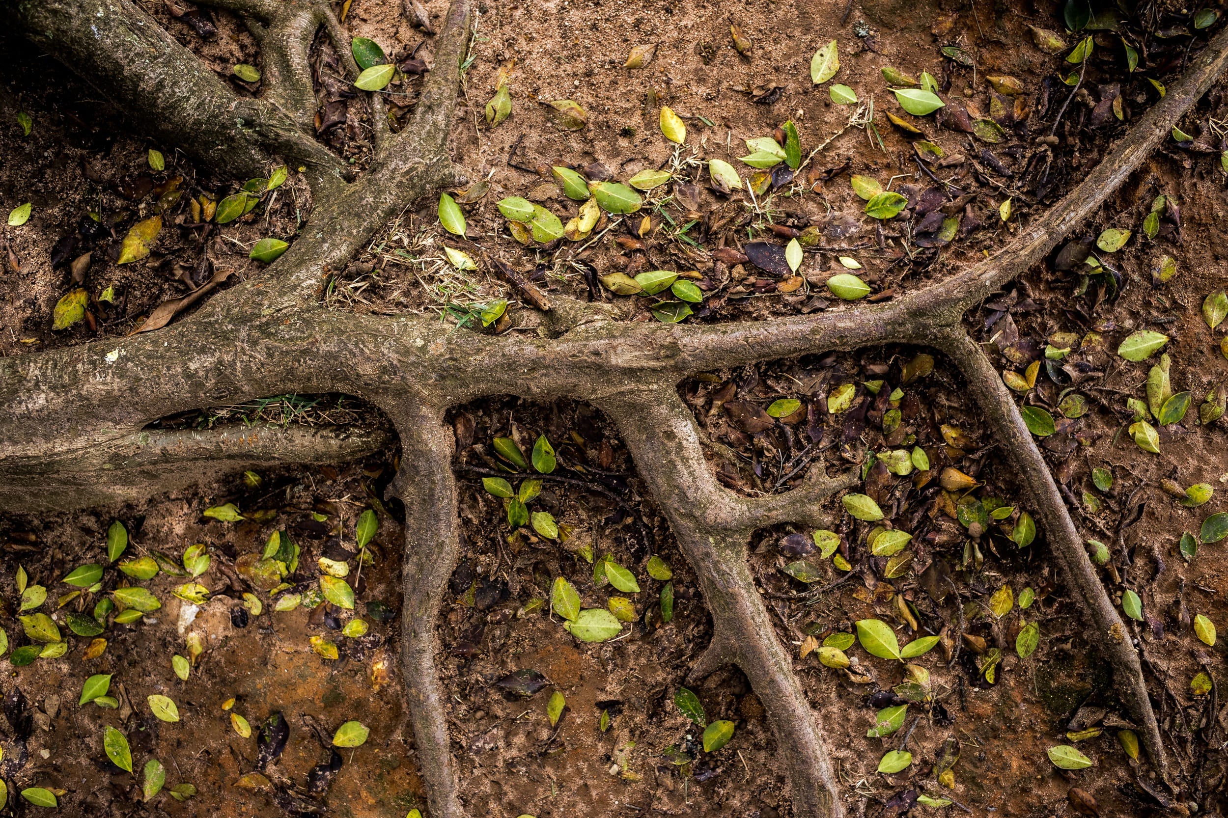 Common signs of tree root blockages