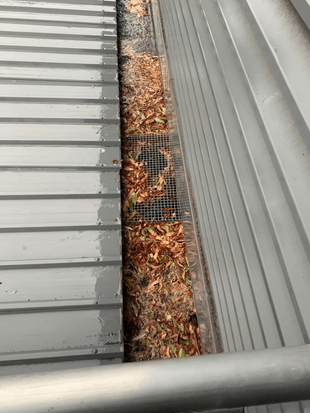 Box gutter with leaf guard partially filled with leaves and debris on a commercial metal roof.